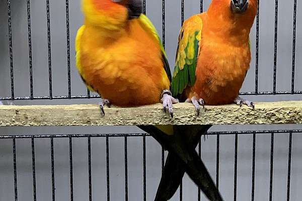 Sun Conures