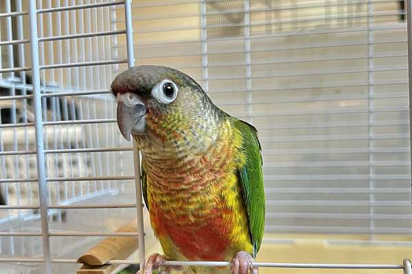 Hand Fed Green Cheek Conures