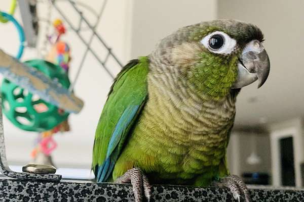 Baby green cheek conure