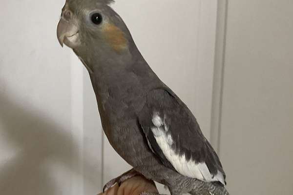 Baby Cockatiel baby-cockatiel