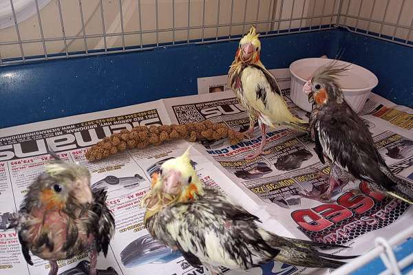 Baby Cockatiels