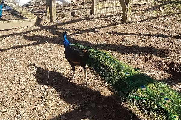 Peafowl Pair