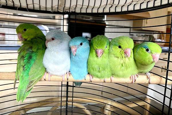 Tame baby parrotlets - Mastering Tame Parrotlet Behavior For Life
