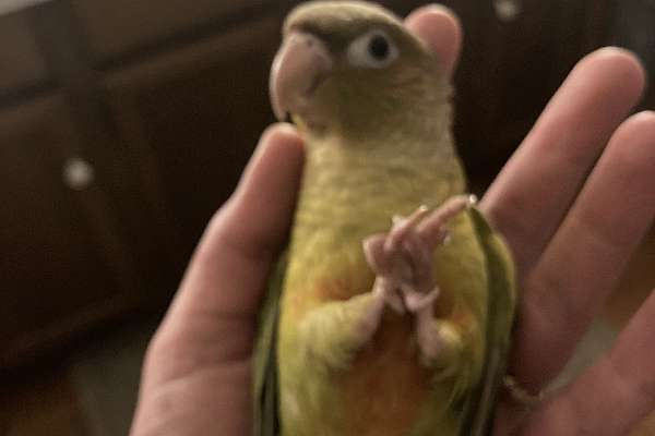 Pineapple baby conures