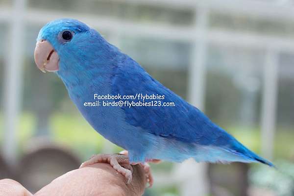 Hand Fed Parrotlet