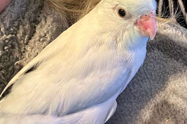 Picture of Parrotlet - Female- Baby - White - TAME - Hand Fed - Home raised