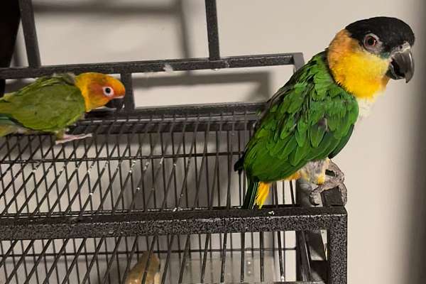 Black Headed Caique And Jenday Conure Parrot