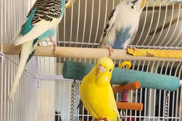 Budgies