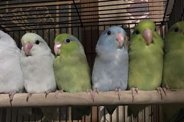 Handfed Parrotlets