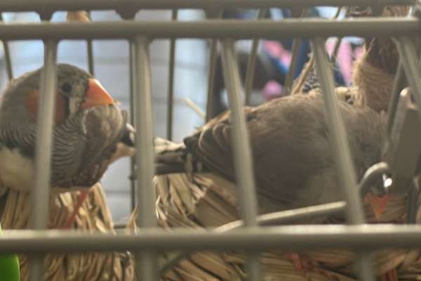 zebra-finch