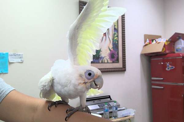 hybrid-cockatoo