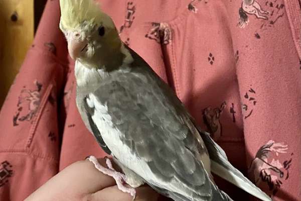 Cockatiel babies