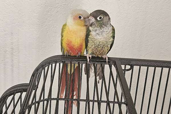 Conures