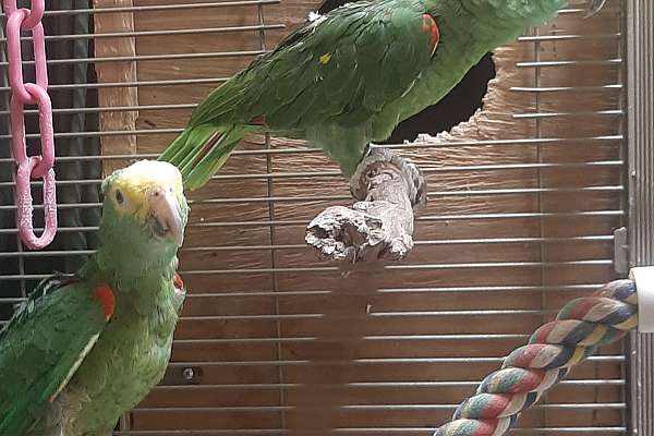 Breeding amazon pair