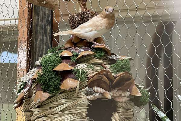 Healthy Beautiful Society Finches DC/NOVA