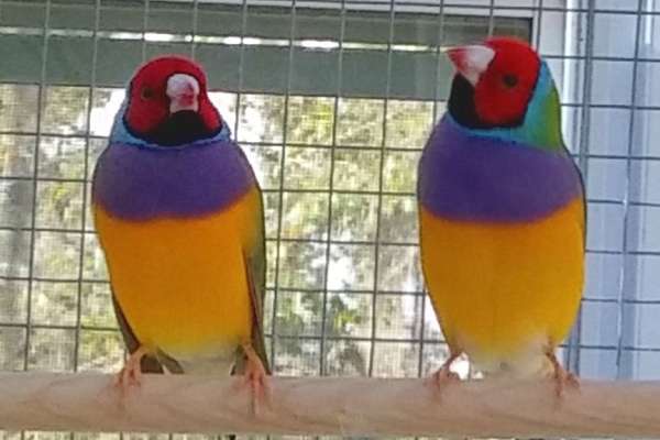 Wholesale - Tame Gouldian Finch