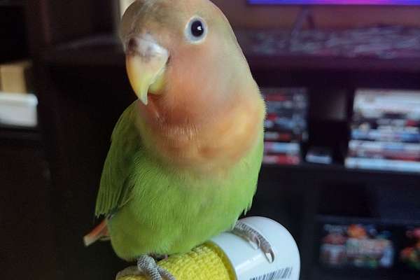 Tame Lovebird baby.