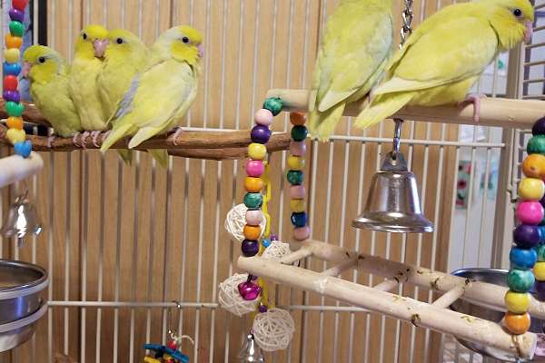 Baby parrotlets