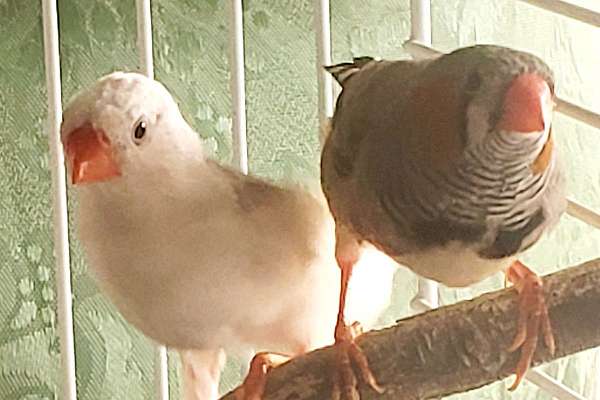 Male Normal Grey & Pied Zebra Finches For Sale