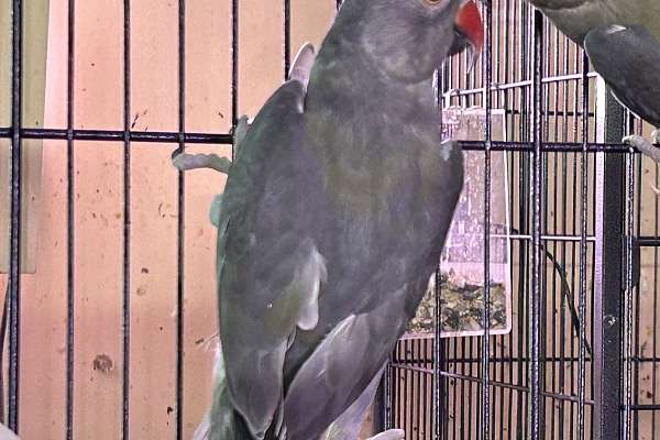 Beautiful Indian Ringneck Parrot