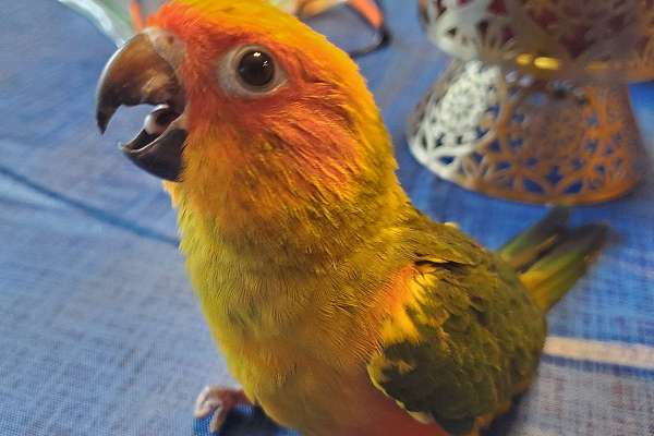 Sun Conures