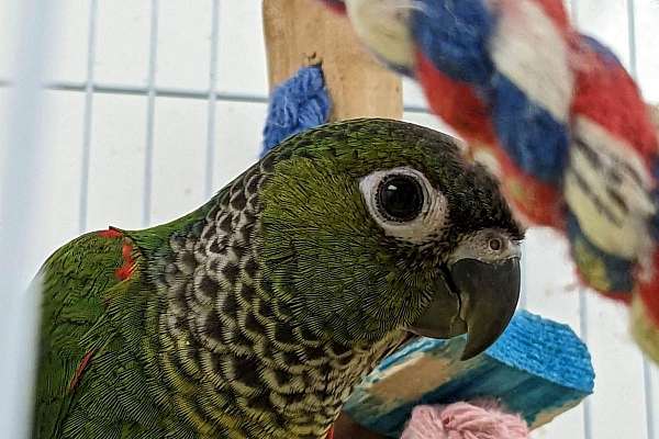 Baby Black Capped Conure