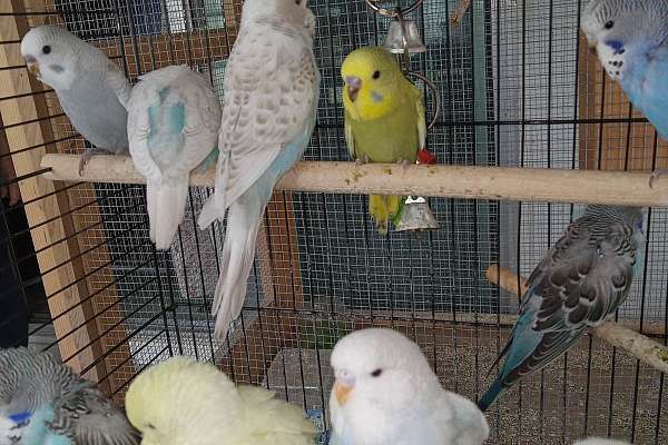 English Parakeet Babies