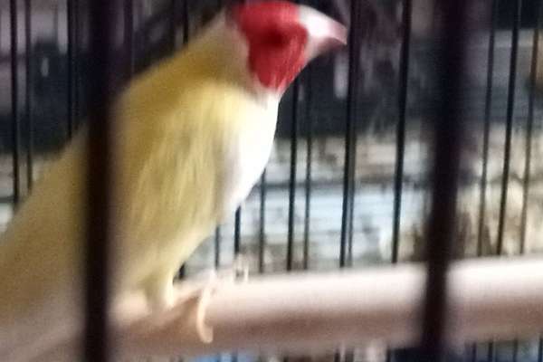 Beautiful Yellow Back Gouldian Finches for Sale in Miami Beach