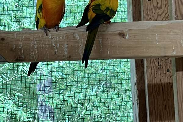 Pair of Sun Conures - Bird Breeder Liquidation