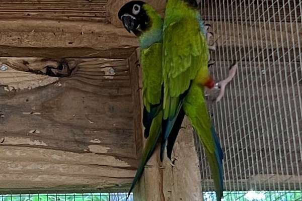 Pair of Nanday Conures for sale - Bird Breeder Liquidation