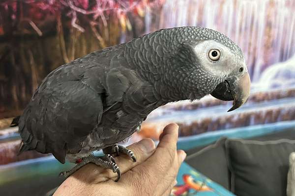 Beautiful Male Timneh African Grey