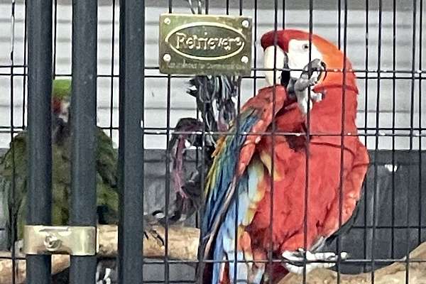 Macaws Bonded Pair/Scarlet and Military