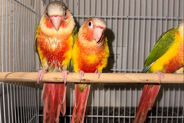 High Red Pineapple Green Cheek Conures