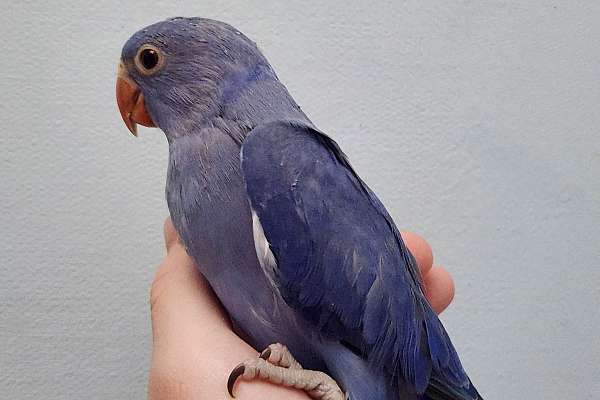 Deep Violet Indian Ringneck Baby