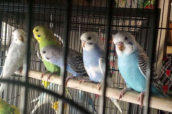 Baby Parakeets