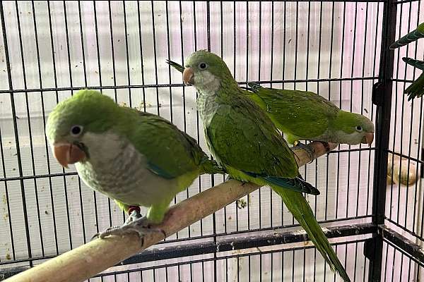 Young green quaker parrot