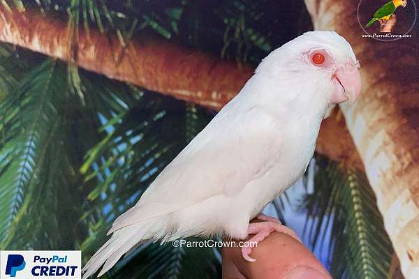 Handfed Albino Parrotlet (Fast & Affordable Nationwide Shipping Available)