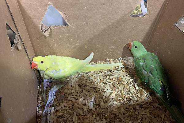 Babies Indian Ringneck