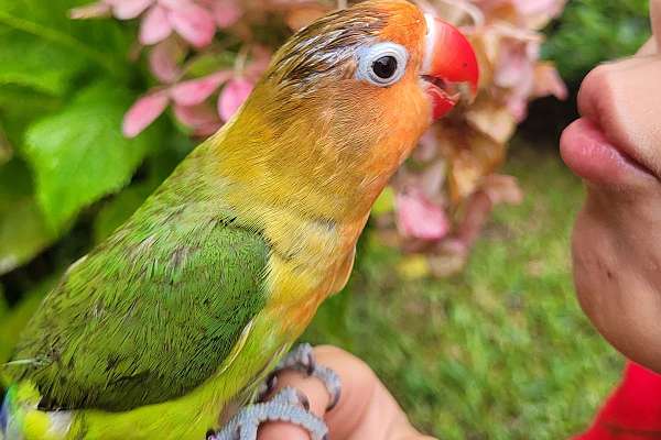 Baby Fischer Lovebird