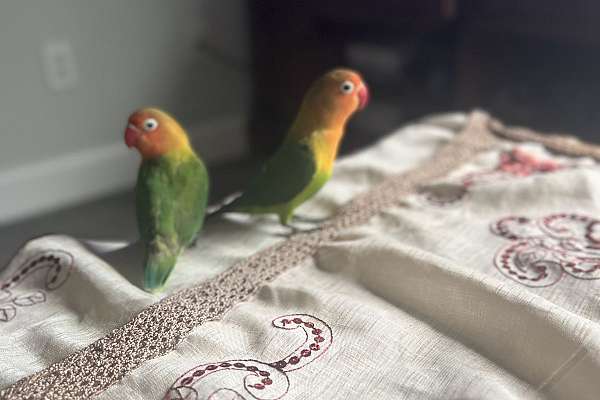 4 Months Old Pair Of Love Birds