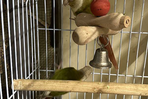 Pair of pineapple conures