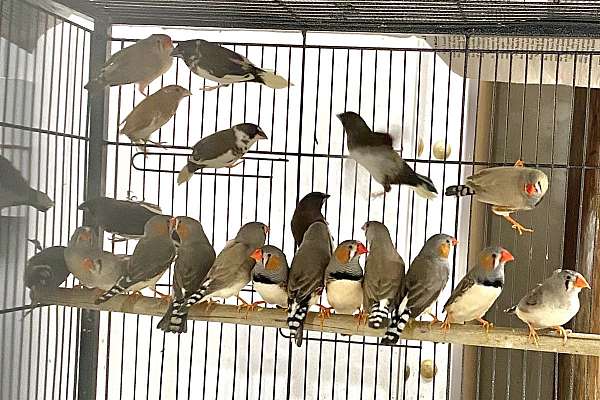 society finches for sale near 92078