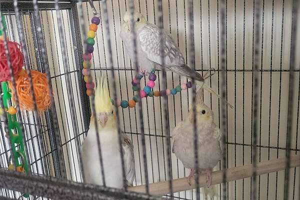 Cockatiel birds for sale