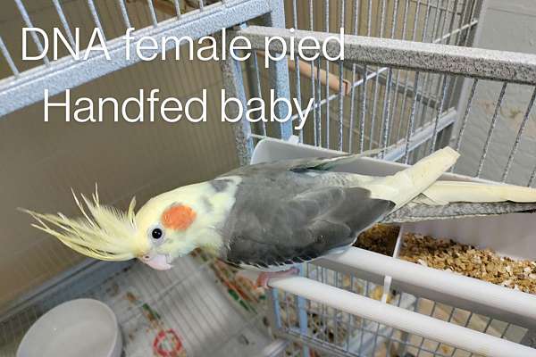 Cockatiels handfed babies