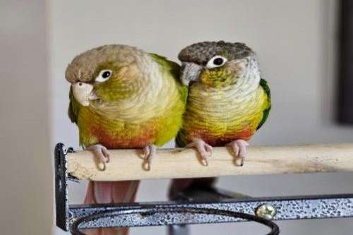 Conures for Re-homing