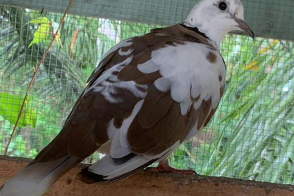 Pied Ringneck Dove