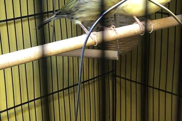 Timbrado male and yellow female canaries. Large cage included