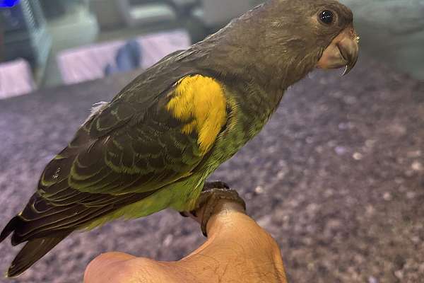 Meyer's Parrot