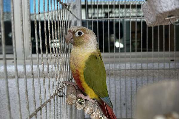 Pineapple conures