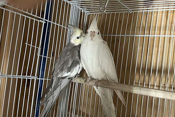 Rare creamface cockatiel and albino pair